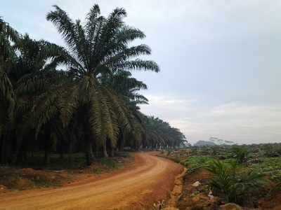 今日はレッキです
