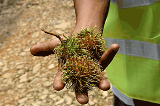 ランブータン