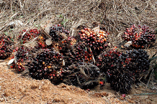 アブラヤシの実