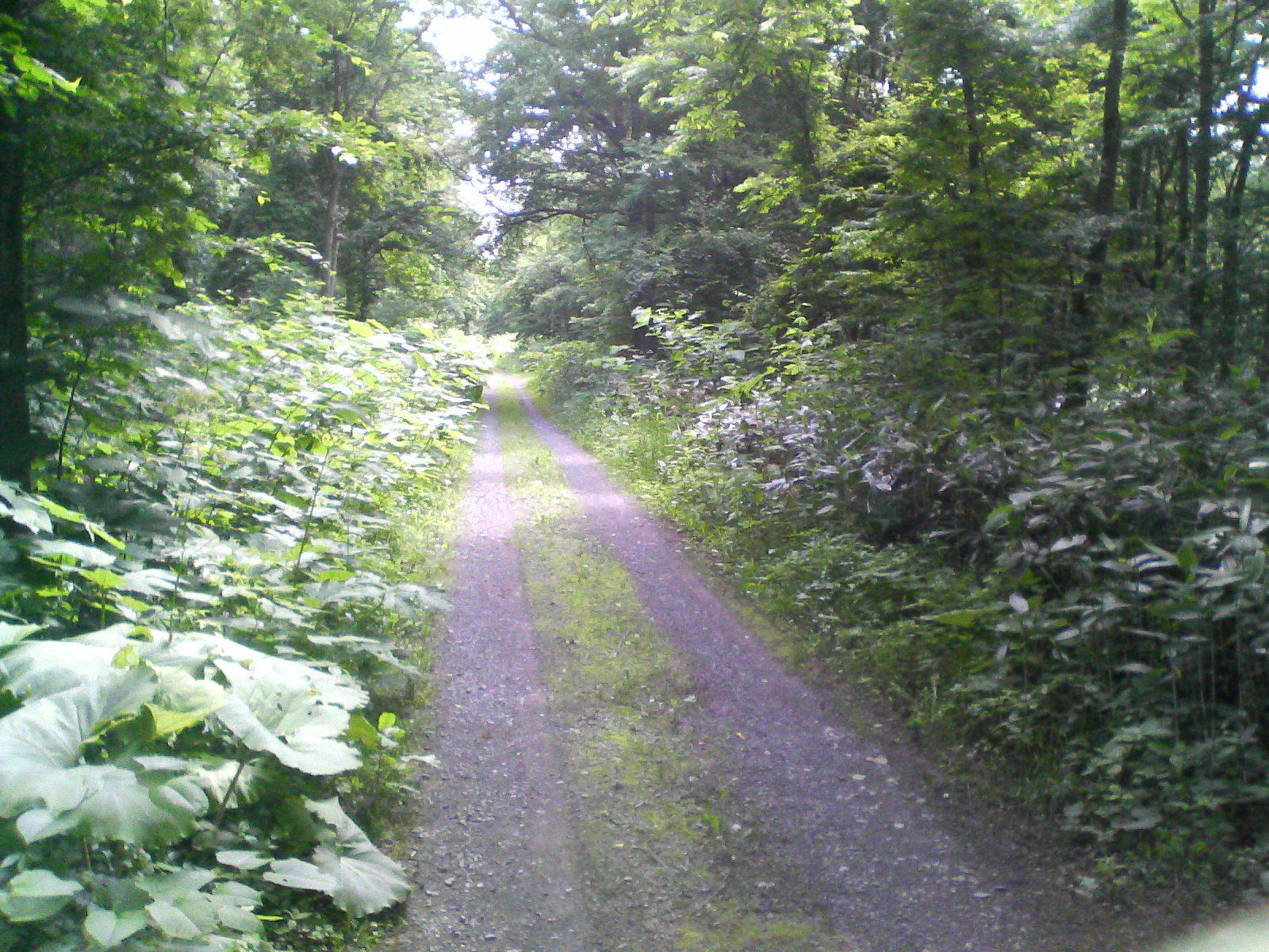 APRC こんな林道です。